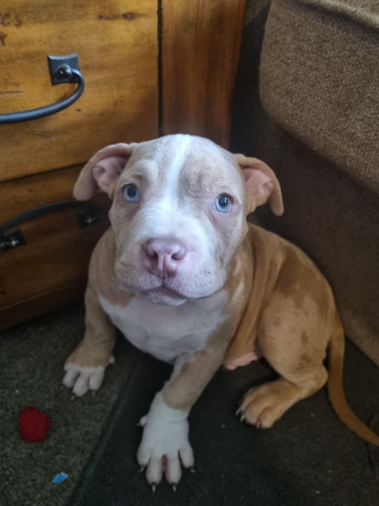 Pocketbully puppies 