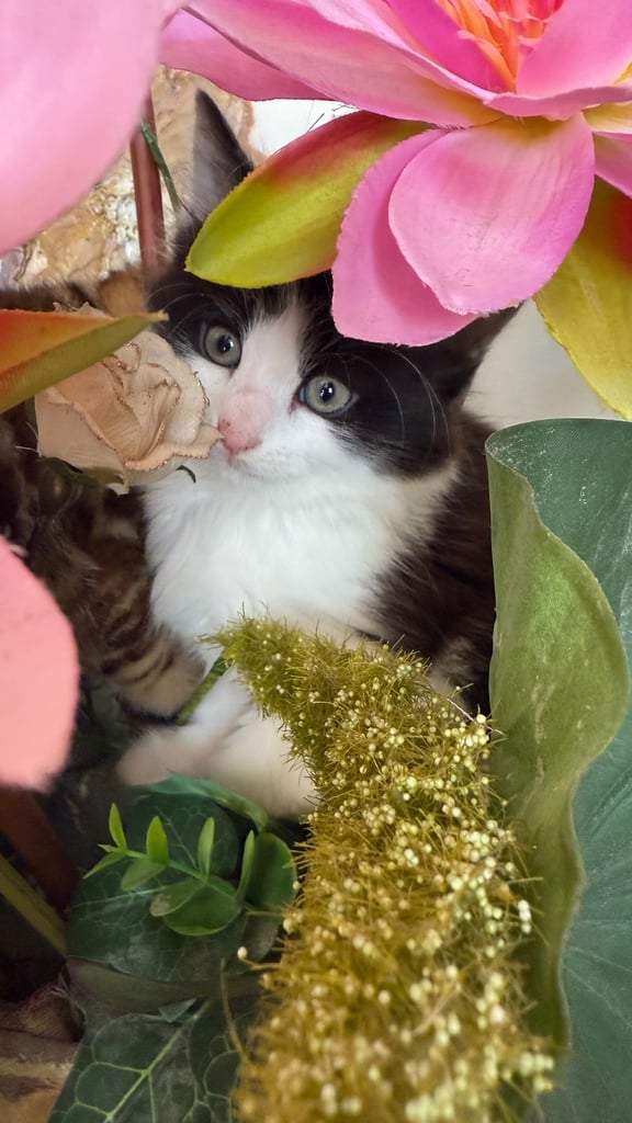 Adorable kitten 🥹🥰