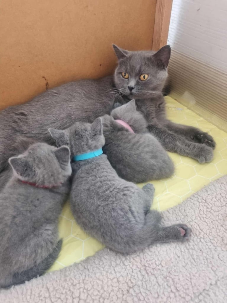 Beautiful British Shorthair kittens 
