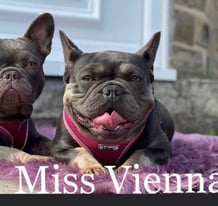 French bulldog miss Vienna 