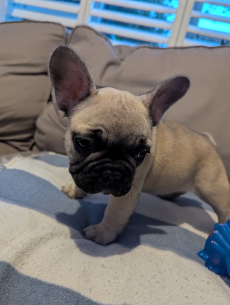 French Bulldog Puppies 