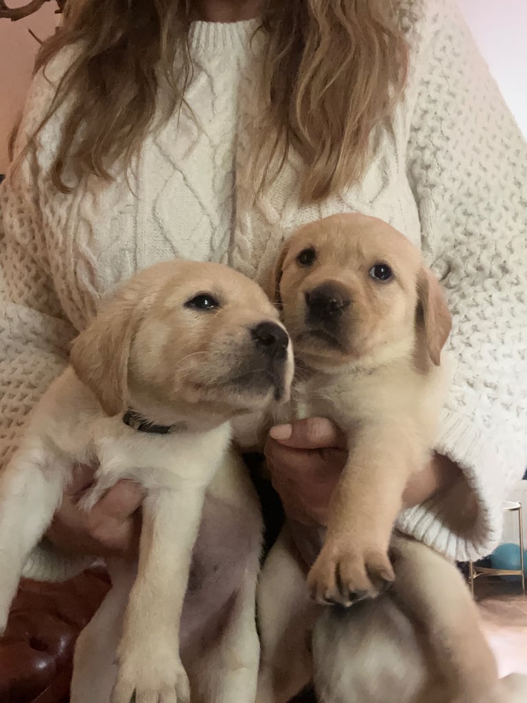 Perfect, High Quality Labrador Puppies  Castlereagh Co Down 