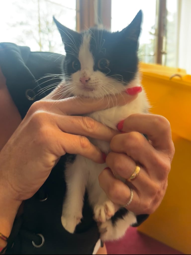 baby kittens for sale 