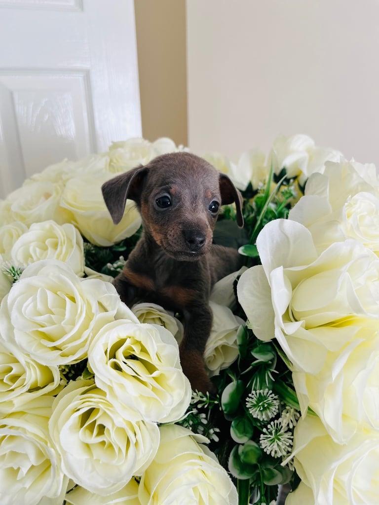 Miniture dachound 