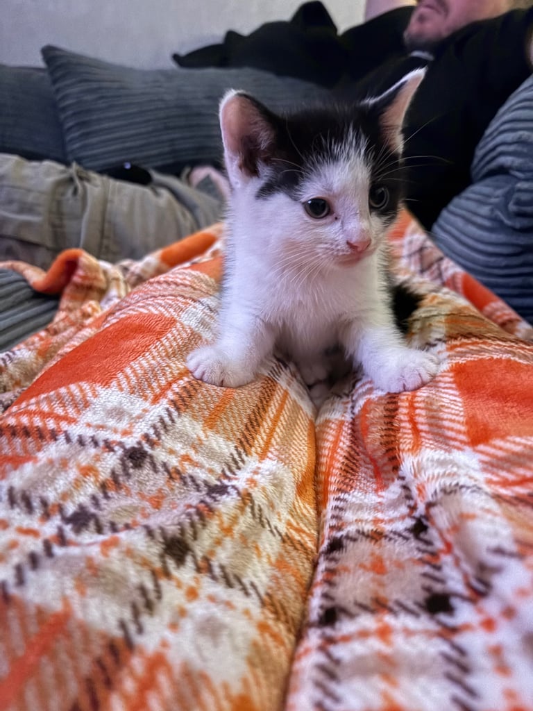 Kitten