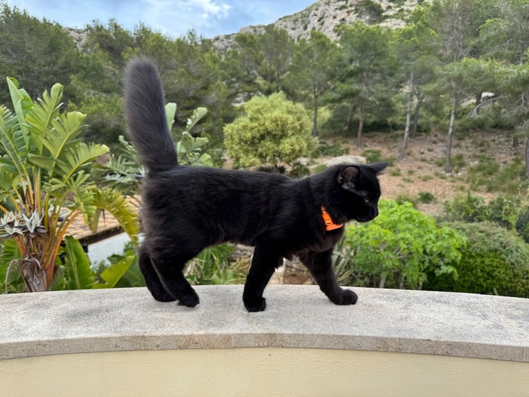 Affectionate, black Siberian-mix  11 months kitten