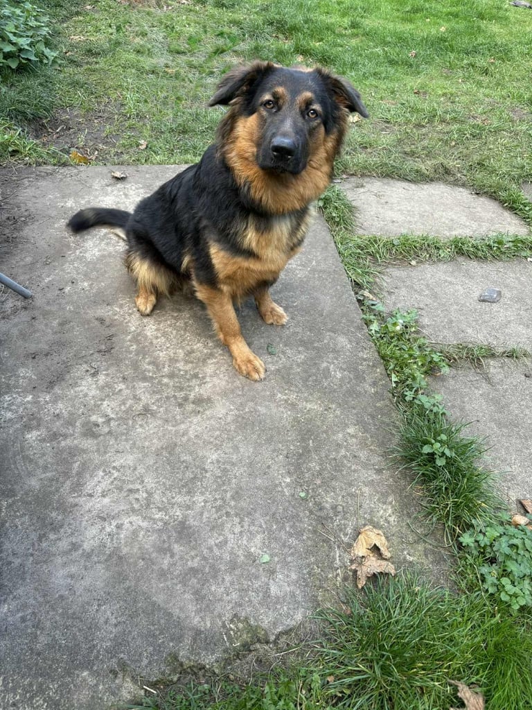 GERMAN SHEPHERD