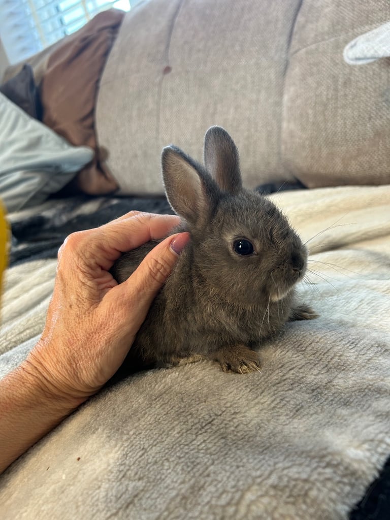 ONLY ONE LEFT! Beautiful Netherland dwarf baby bunnies 