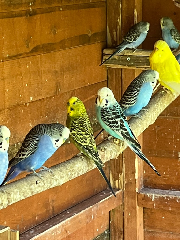 Baby Budgies ready to go. 