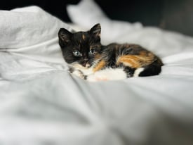 Mixed colour girl kitten 