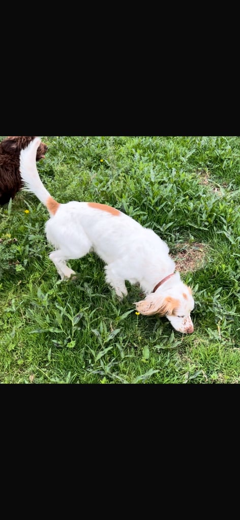 Cocker spaniel puppies4girls1boy left  READYTOLEAVE