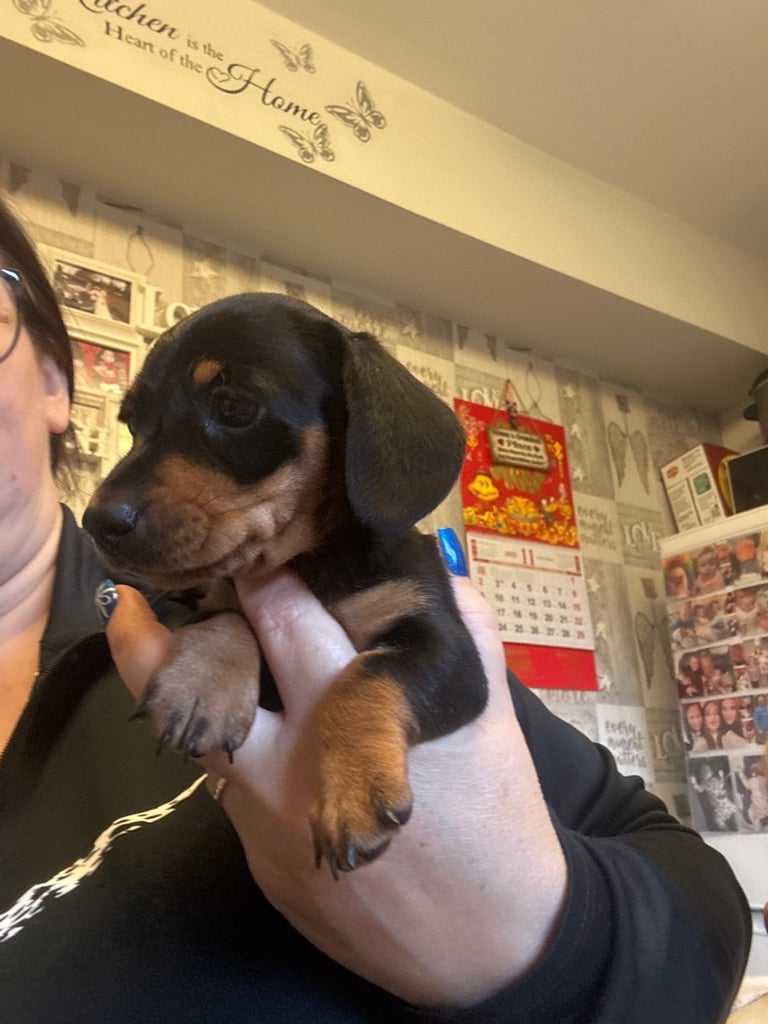 Miniture dachshund pup
