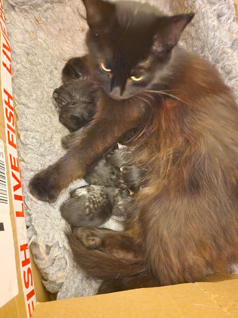 Polydactl maine coone kittens 