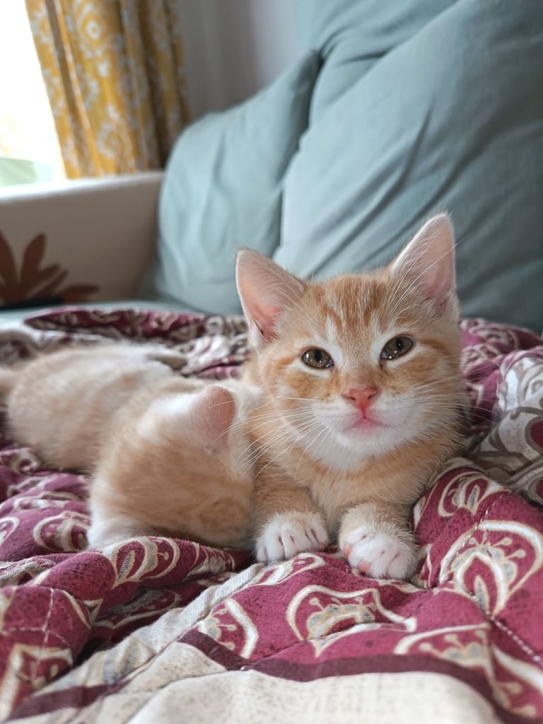 4 cuddly tabby and ginger kittens 