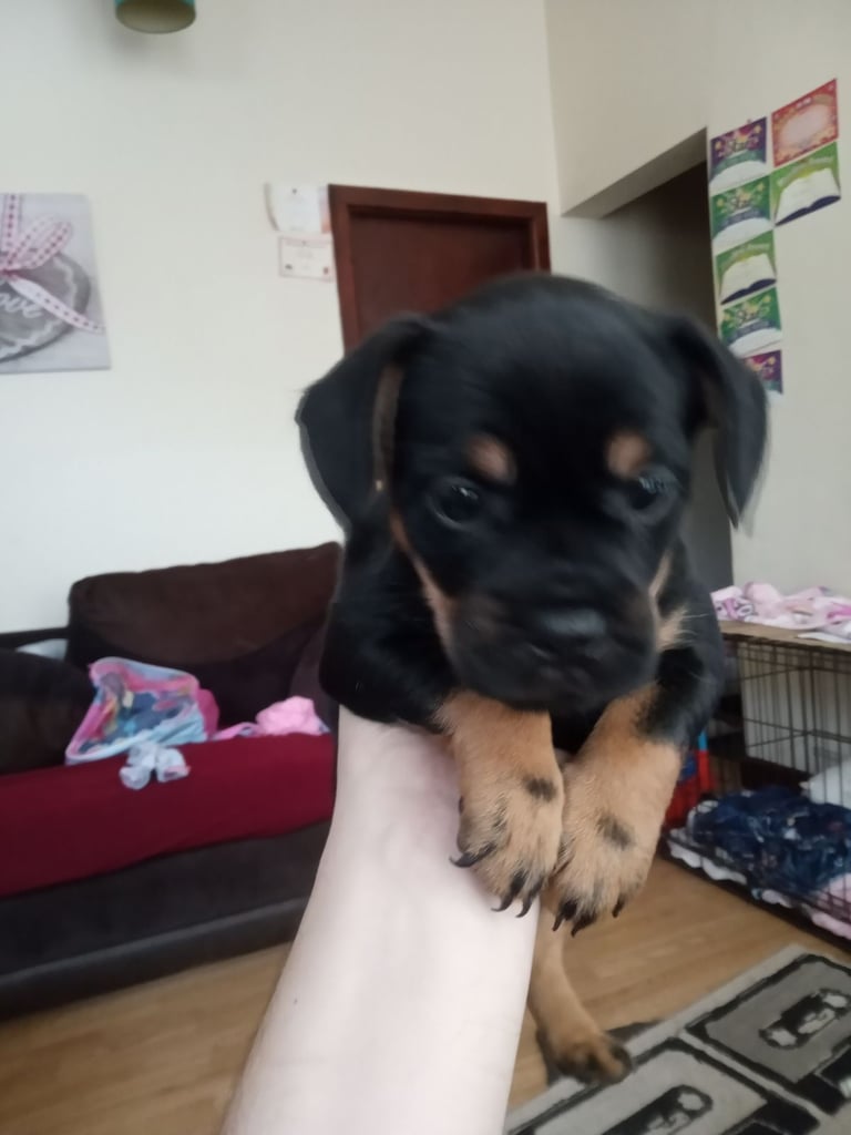 2 Female French bulldog x terrier mix 450 each