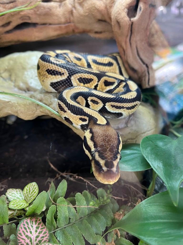 Pastel ball python and 5ft vivarium 