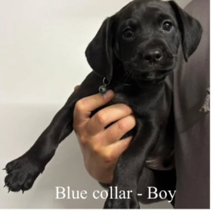 image for Cockapoo cross 