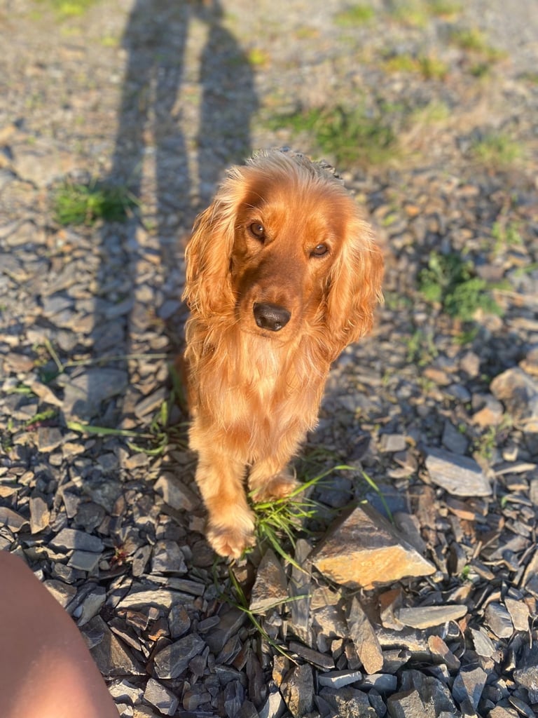 image for Cocker spaniels 