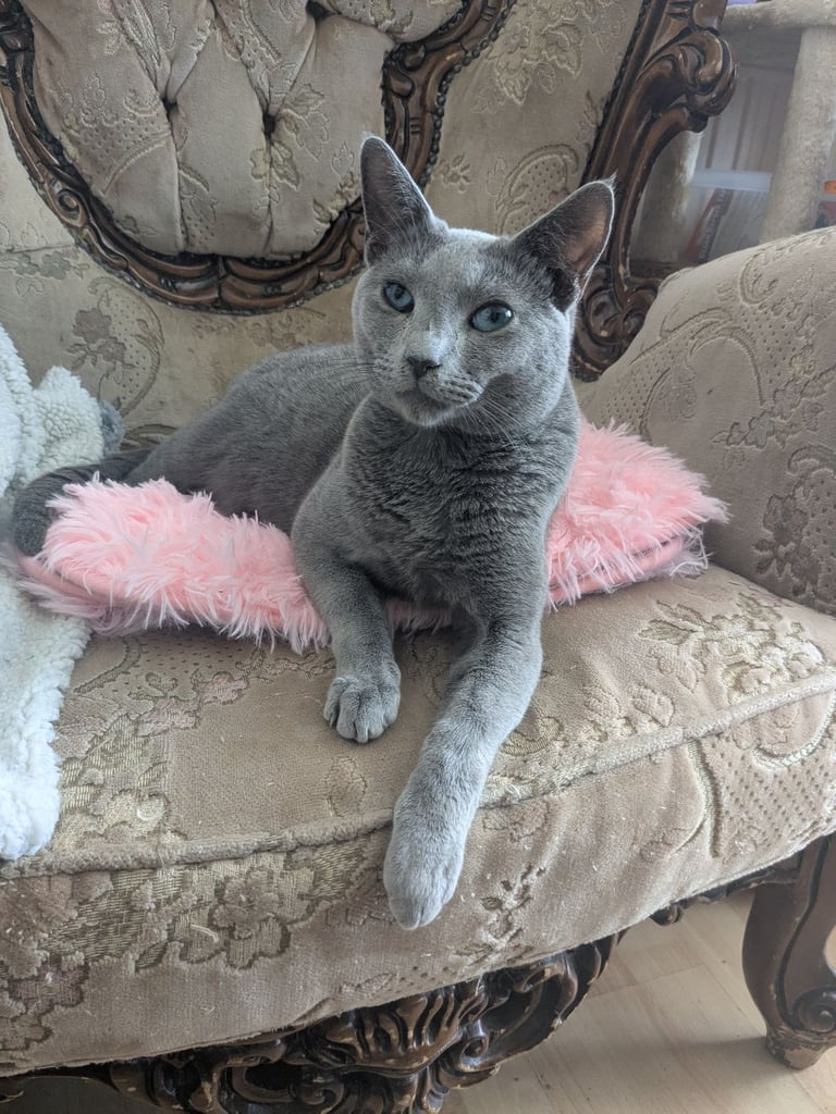 Large Russian Cat Breeds Russian Blue Cats Kittens For Sale