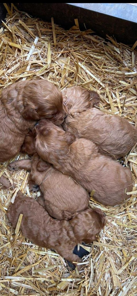 Cockapoo puppies F1