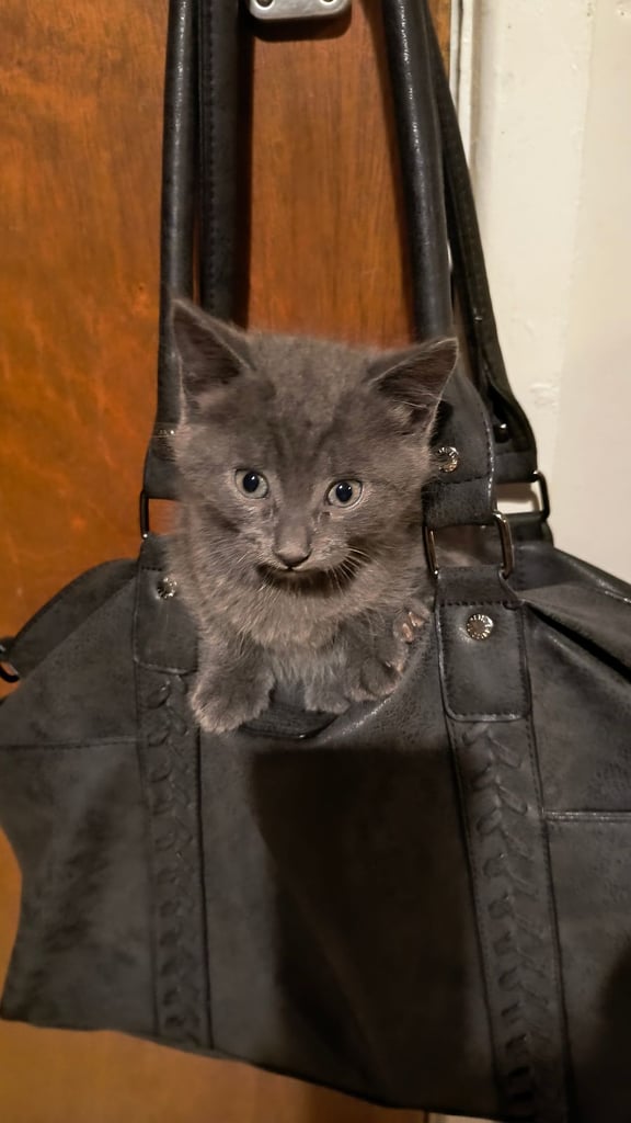 Catss kittens