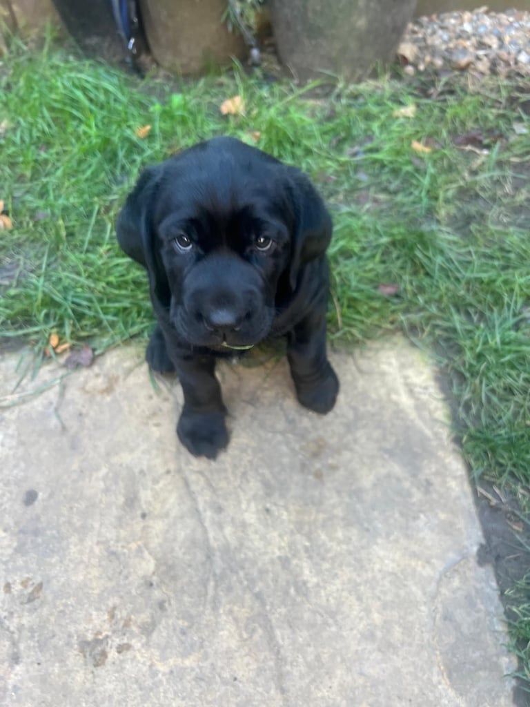 Gorgeous black male labrador 