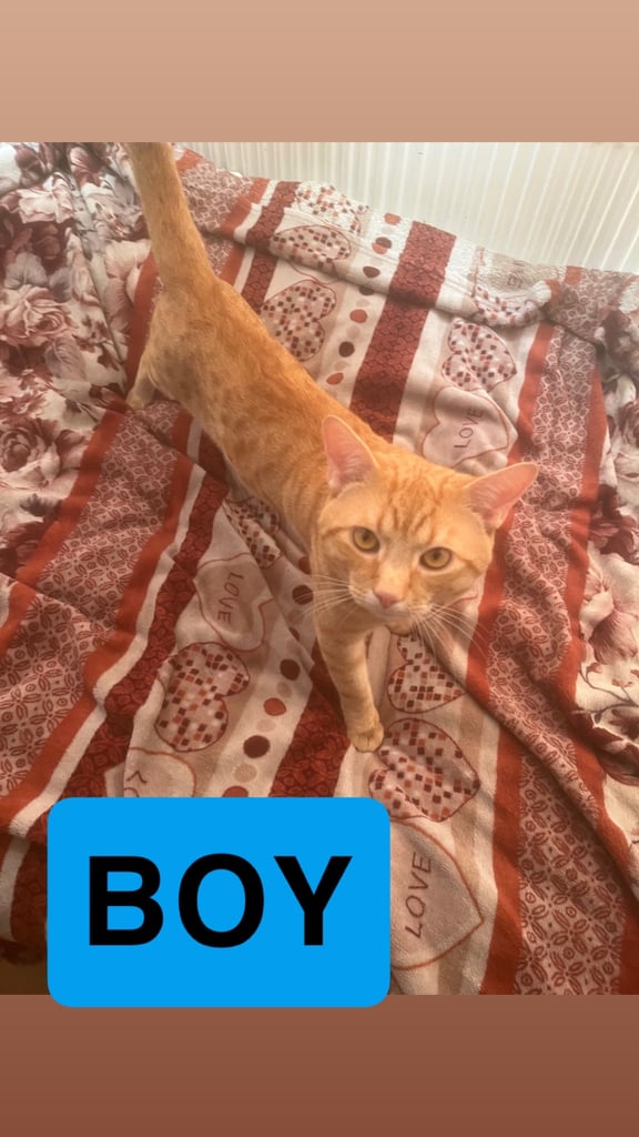 Beautiful kittens/cat ready for a loving home 