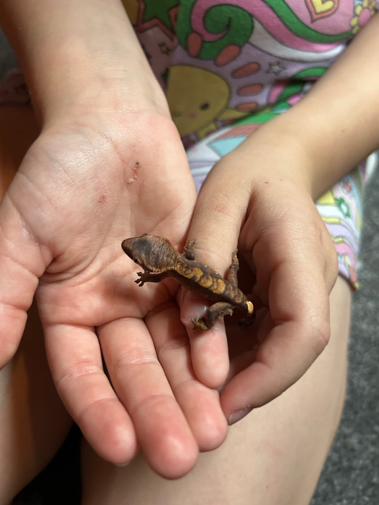 Crested Geckos