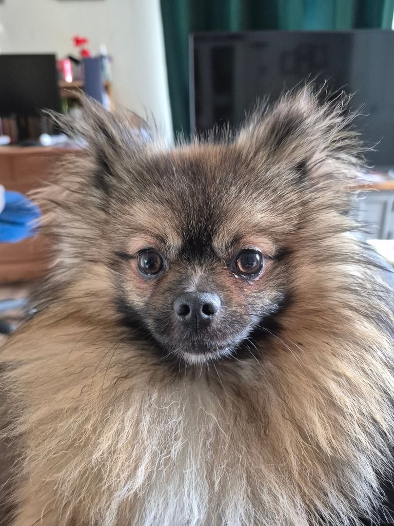 Stunning Pomeranian 14 months old - Male