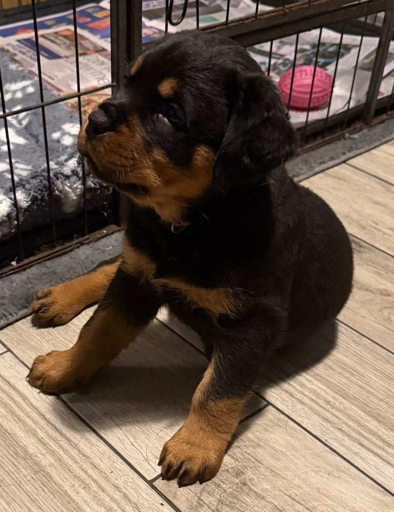 STUNNING KC REGISTERED ROTTWEILER PUPS 