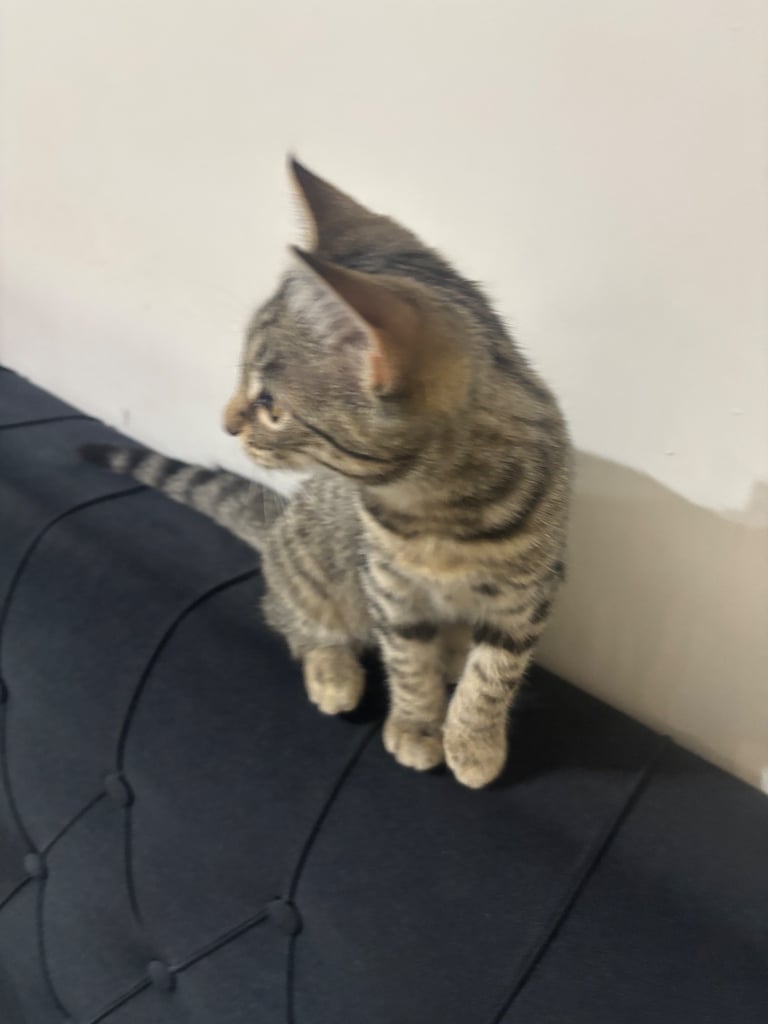 Female kitten litter trained 