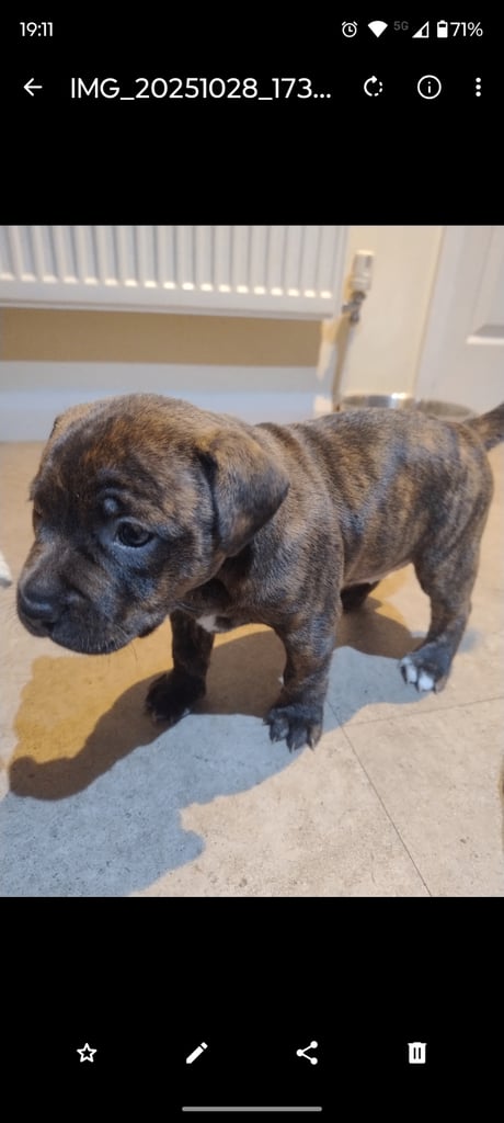 Female SBT pup for sale