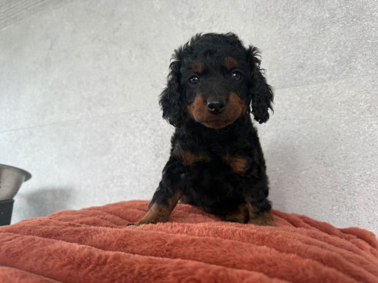 2 Gorgeous F2 Cockapoo puppies for sale 