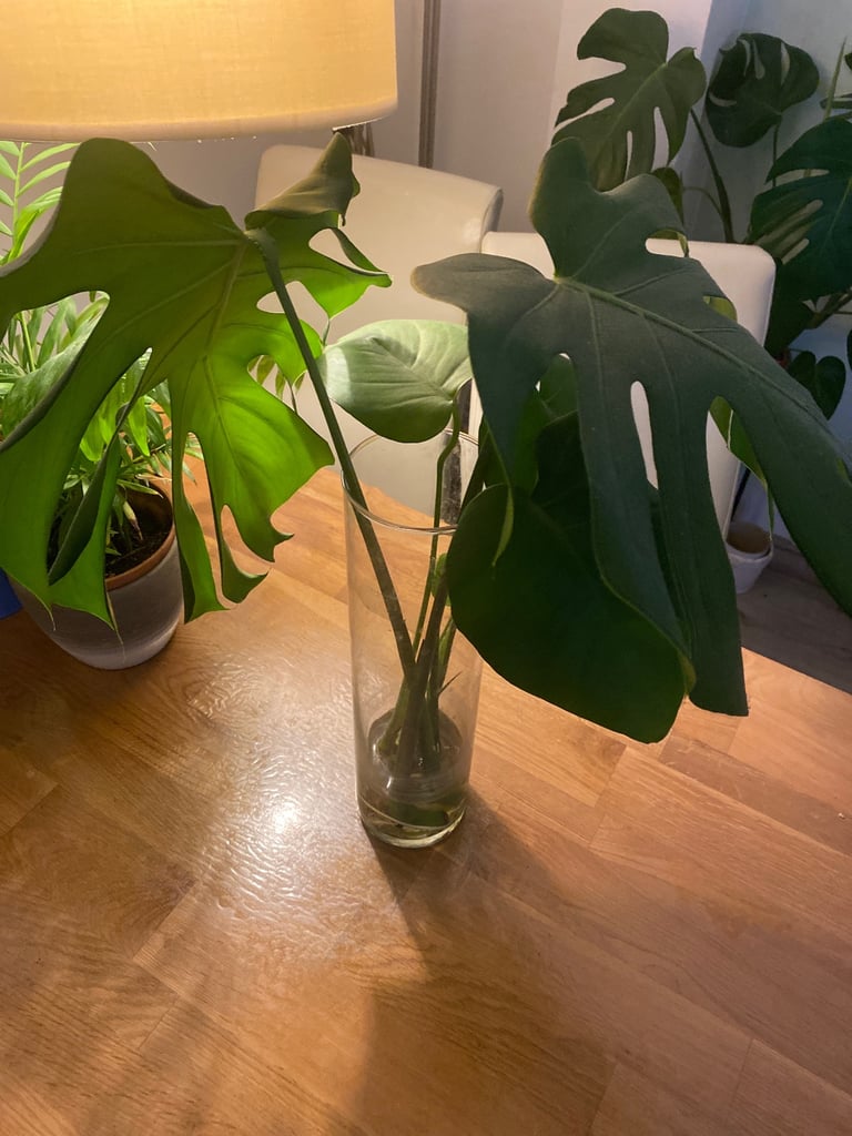Plants in glass vase
