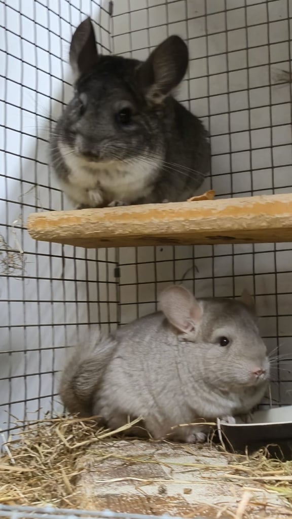 Chinchilla in Scotland Degus Chinchillas For Sale Gumtree
