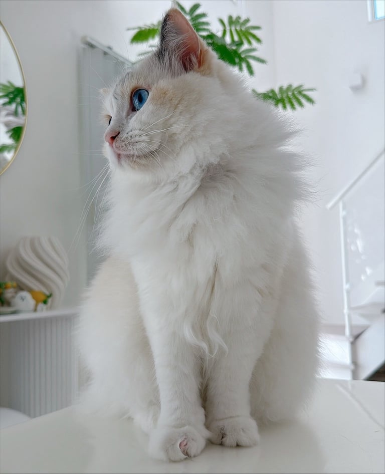 Available ragdoll kitten