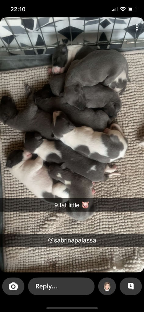 ⭐️⭐️ gorgeous whippet puppies⭐️⭐️