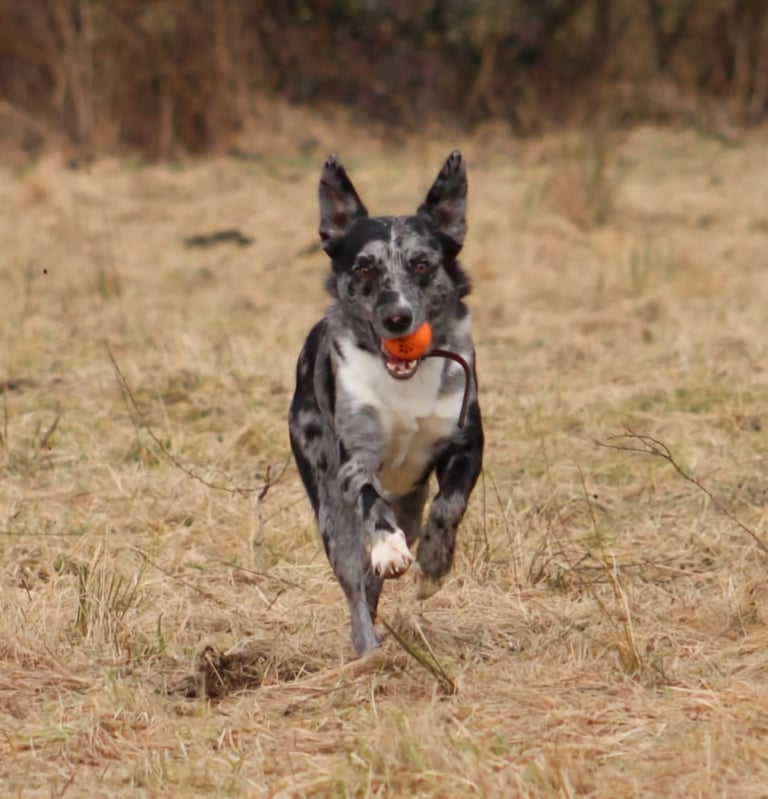 Border collie/Lurcher