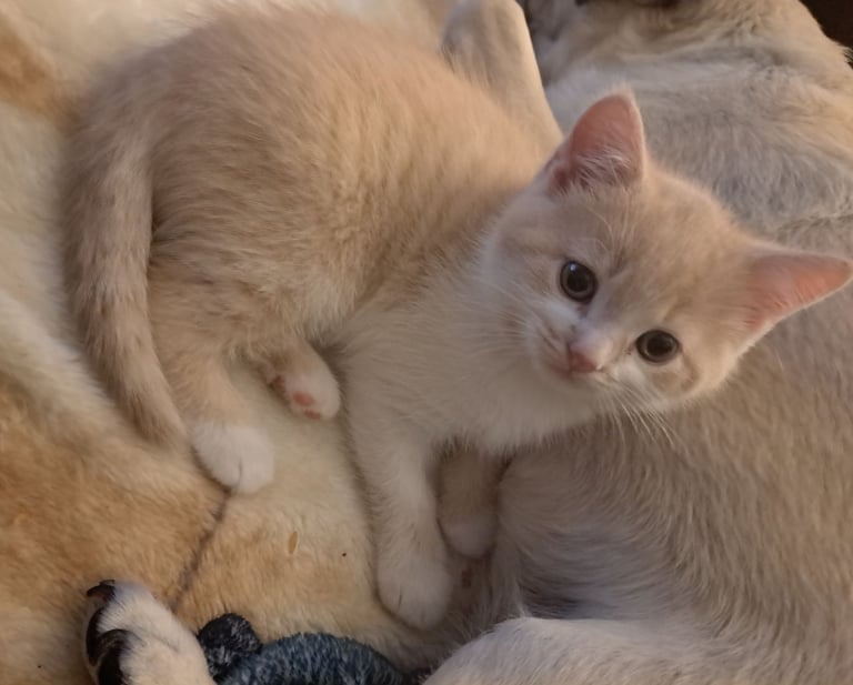 British Shorthair X boy kitten  'Winchester'
