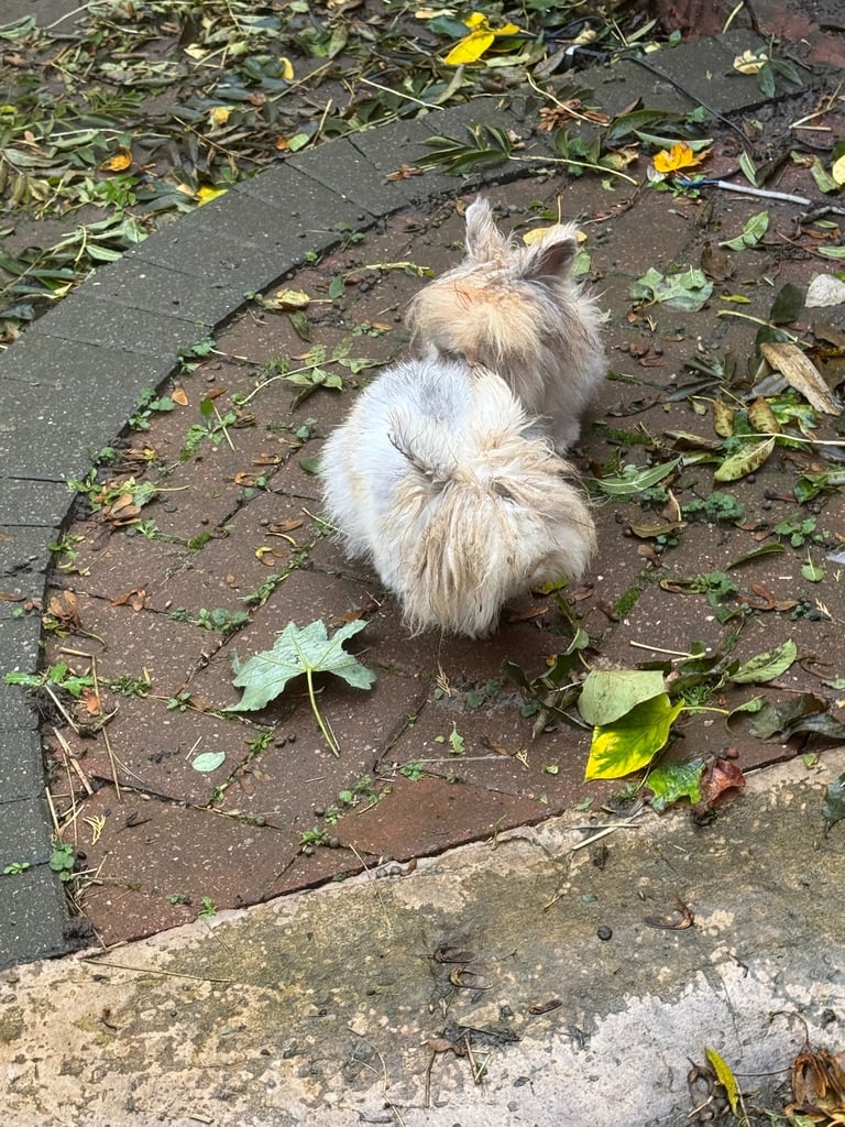 Two male rabbits (father & son) 