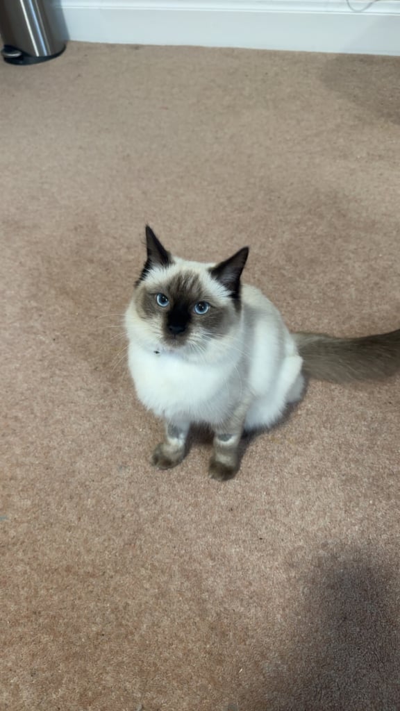 Female ragdoll 