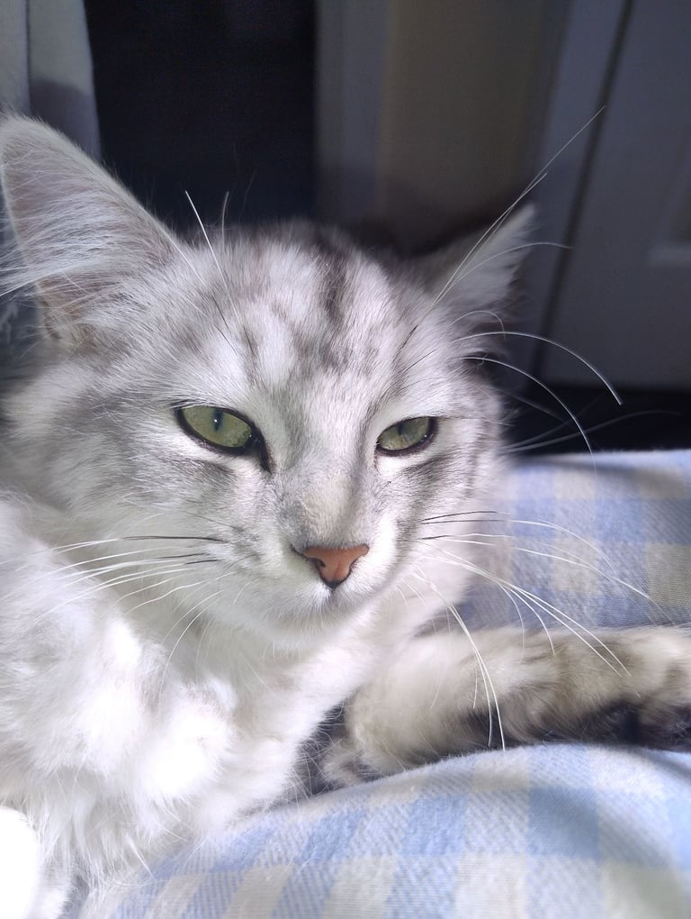 Rare chinchilla Persian Two Kittens And 18 Months Old Maine Coon Female Cat