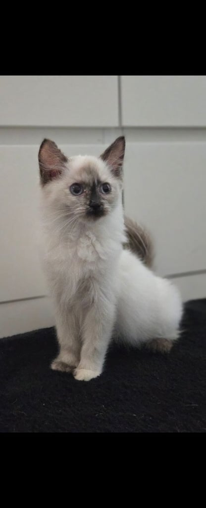 2 Stunning Ragdoll Kittens 