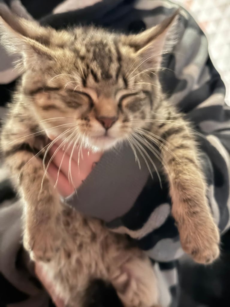 Kittens 