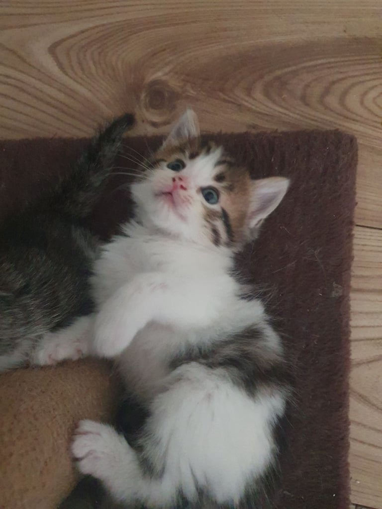 Fluffy kittens (1 female left)