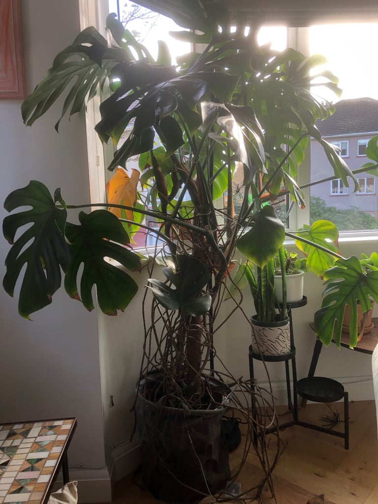 7ft Monstera (Swiss Cheese Plant)