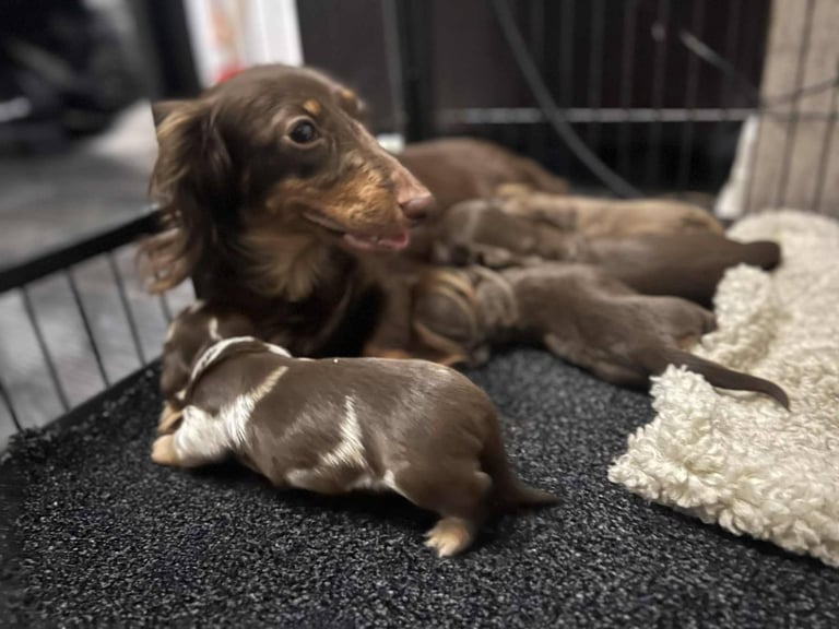  📢 REDUCED  miniature longhaired dachshund boy