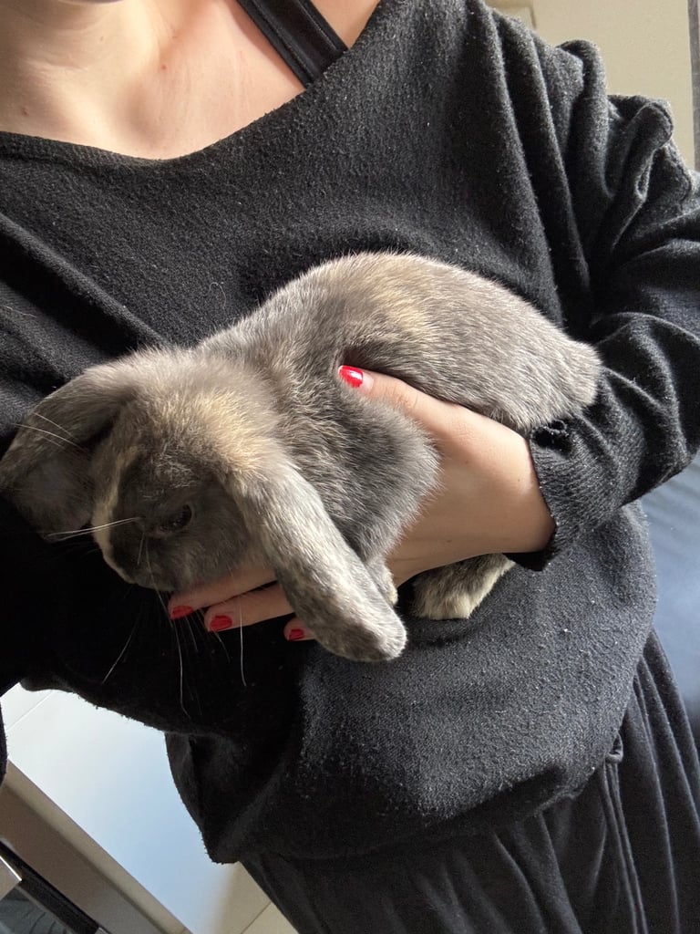 2 female house rabbits 