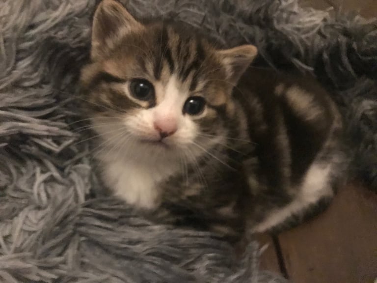3 mixed breed kittens 