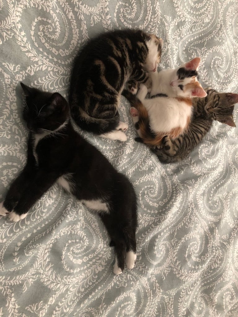 3 Beautiful kittens in need of good homes £250
